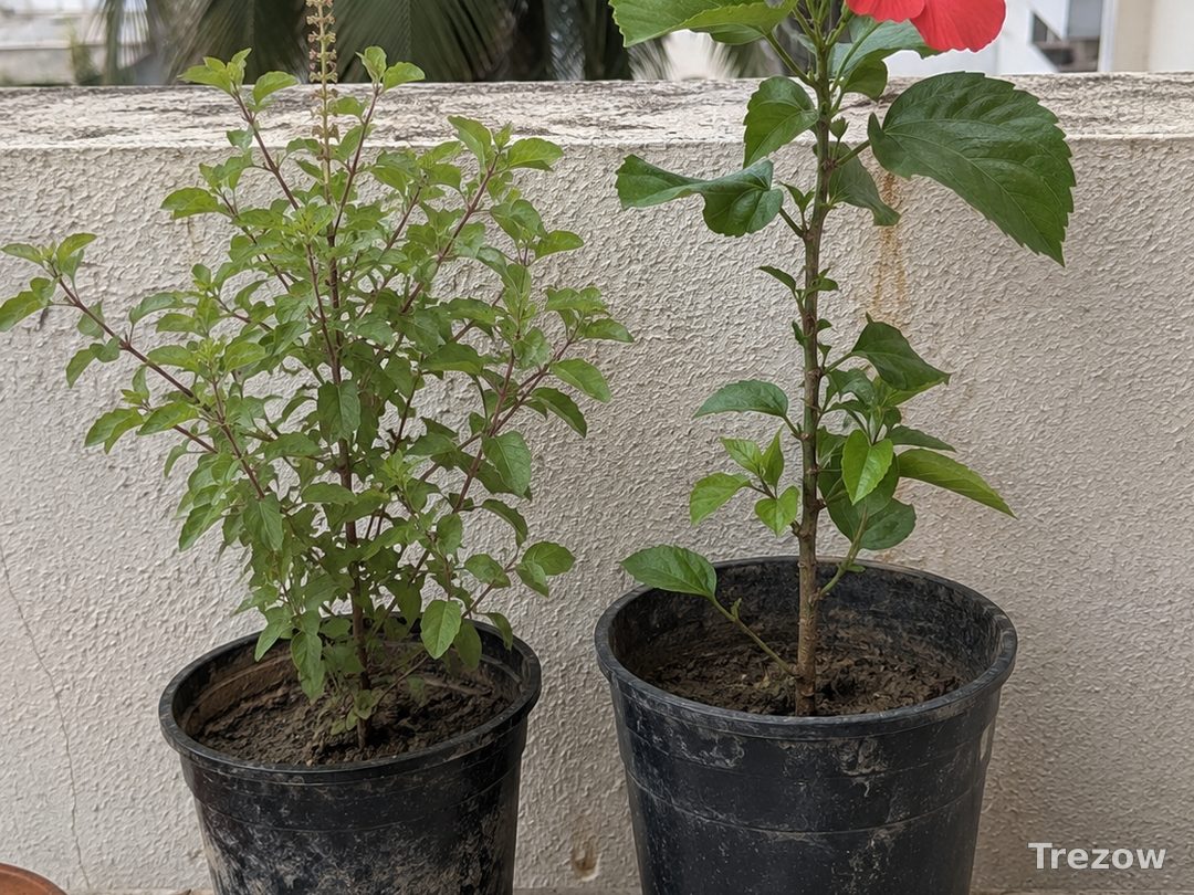 Tulsi and hibiscus saplings in pots