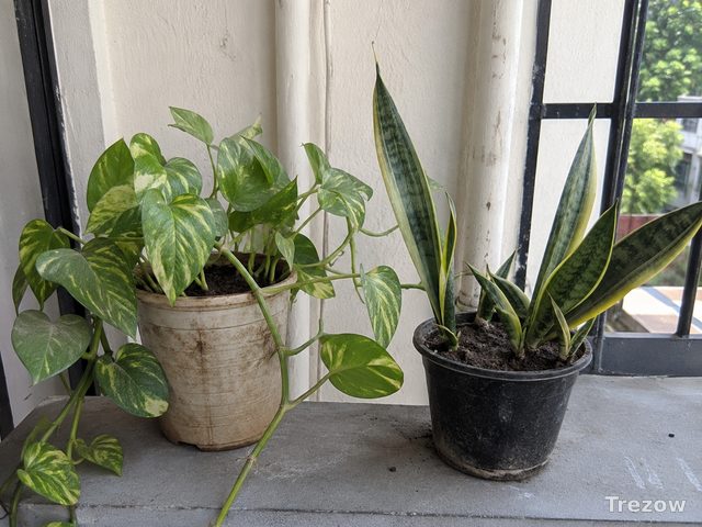 Money plant + snake plant cuttings in pots