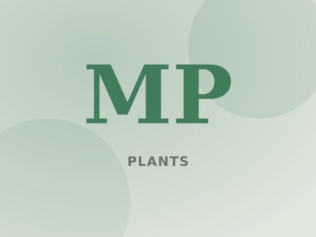 Money plant cuttings in pots
